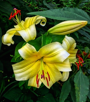 Giverny - Claude Monet (Trumpet and Aurelian hybrids) - França / Giverny - Claude Monet (Trumpet and Aurelian hybrids) - França