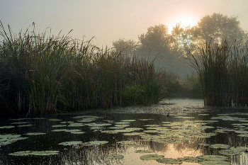 Herbstmorgen. / ***
