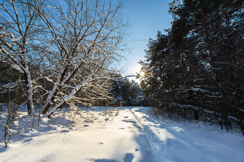 in den Winterwald / ***