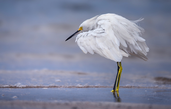 Snowy egret / Snowy egret