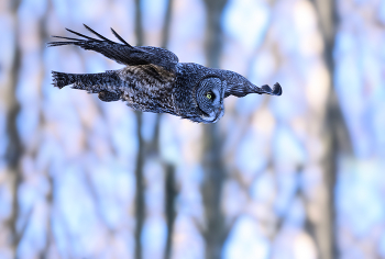 Great grey owl / Great grey owl