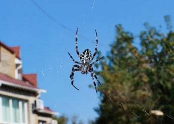 Arachne / ***