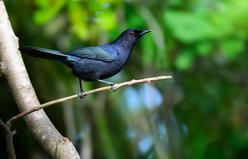 Black Catbird (Melanophila-flavirostris) / Black Catbird (Melanophila-flavirostris)