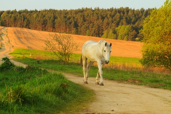 Morgen-Weg / ***