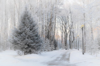 Winter im Park / ***