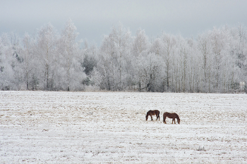 Winter-Minimalismus / ***