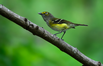 White-eyed Vireo / White-eyed Vireo