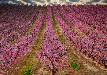 Aitona - arbres en flor de préssec pla - Segrià / Aitona - arbres en flor de préssec pla - Segrià