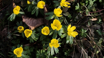 Der Frühling kommt / ***