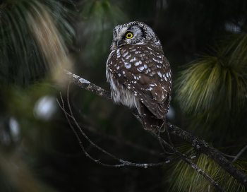 Boreal Owl / ***