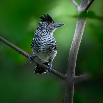 Barred Antshrike (male) / ***