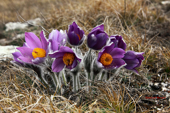 Pulsatilla Krim / ***