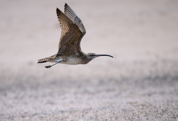 Whimbrel / ***