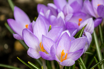 Krokusse / ***