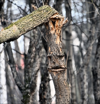 Baum / ***