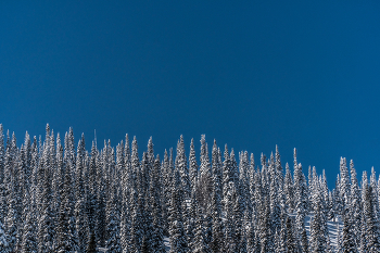 Taiga / ***