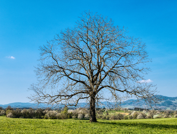 blattloser Baum / Baum kurz vor dem austreiben