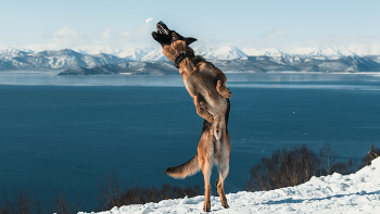 Spring Hund / ***