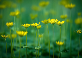 Kinder der Sonne / ***