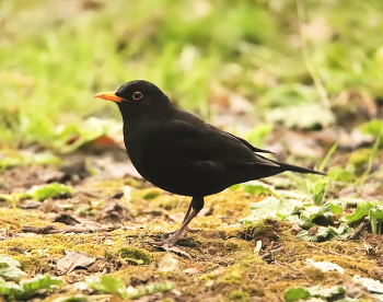 Blackbird / ***