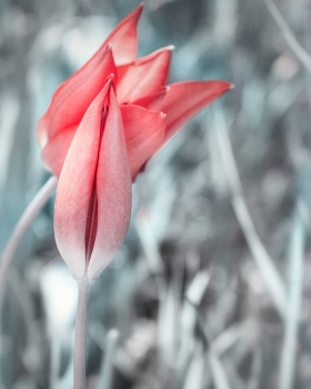 Tulips / ***