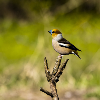 Grosbeak / ***