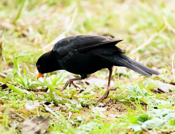 Blackbird / ***