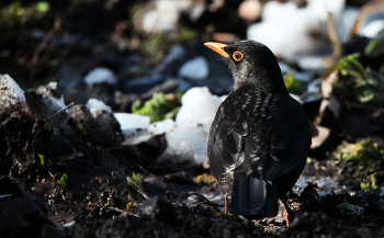 Blackbird / ***