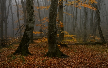 November / ***