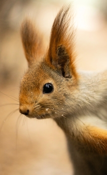 Eichhörnchen / ***