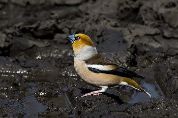 Grosbeak / ***