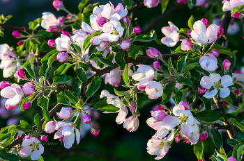 Apfelbäume in voller Blüte. / ***