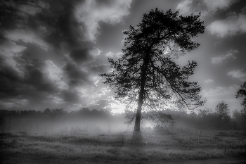 Einsame Kiefer / ***
