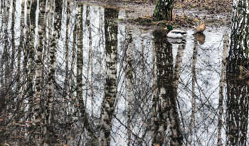 Hohe Wasser / ***