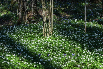 In der April-Wald / ***