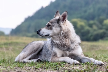 Hund / ***