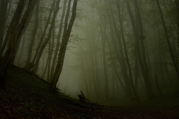 Morgen in den Wald / ***