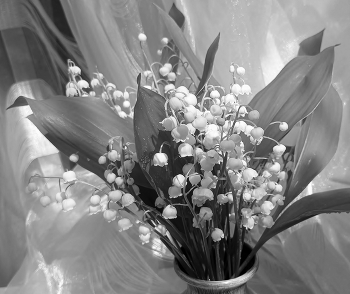 diorissimo / ***