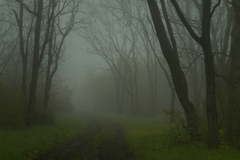 Nebliger Morgen / ***