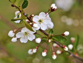 Kirschblüten / ***