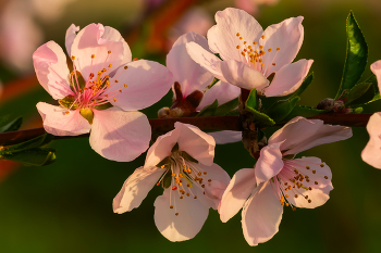 Peach / ***