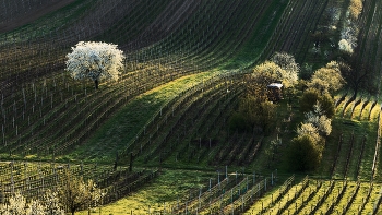 Kirschbaum / ***