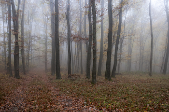 Misty forest / ***