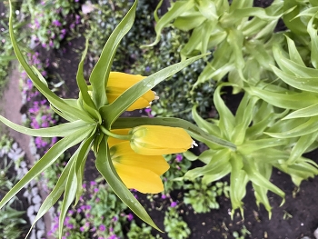 Frühlingsblumen / ***