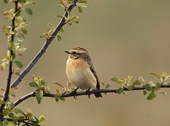 Braunkehlchen / ***