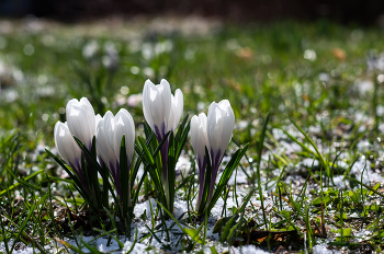 Nach Schneefall / ***