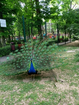 im Park / ***