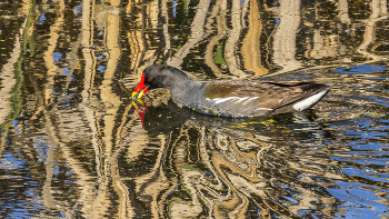 Wasser Henne / ***