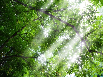 Licht / ***