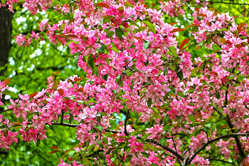 Spring Beauty / ***
